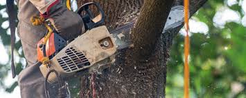 Best Hazardous Tree Removal  in Peekskill, NY
