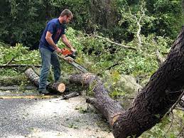 How Our Tree Care Process Works  in  Peekskill, NY