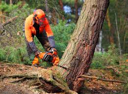 Best Tree and Shrub Care  in Peekskill, NY