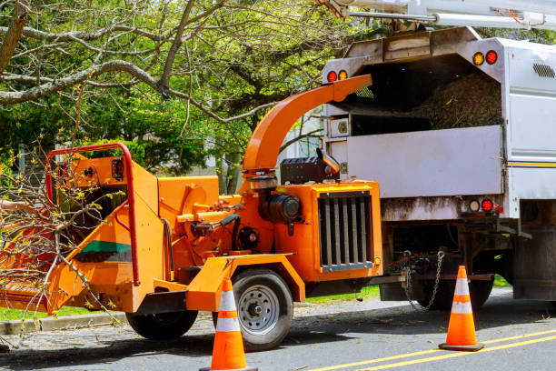 Best Tree Cabling and Bracing  in Peekskill, NY