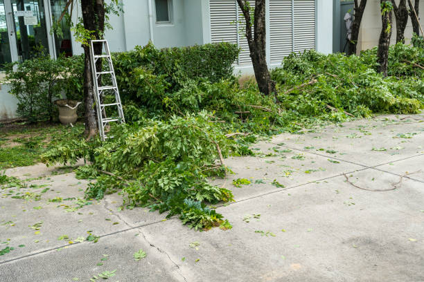 Best Lawn Pest Prevention  in Peekskill, NY