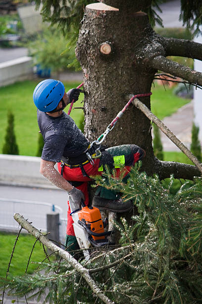 Best Tree Health Inspection  in Peekskill, NY