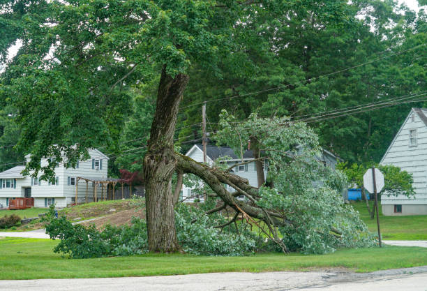 Best Arborist Consultation Services  in Peekskill, NY