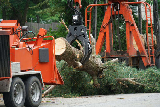 Best Lawn Pest Prevention  in Peekskill, NY