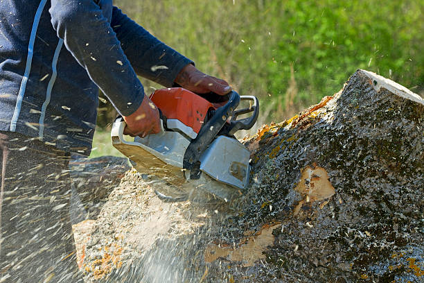 Lawn Maintenance Plans in Peekskill, NY