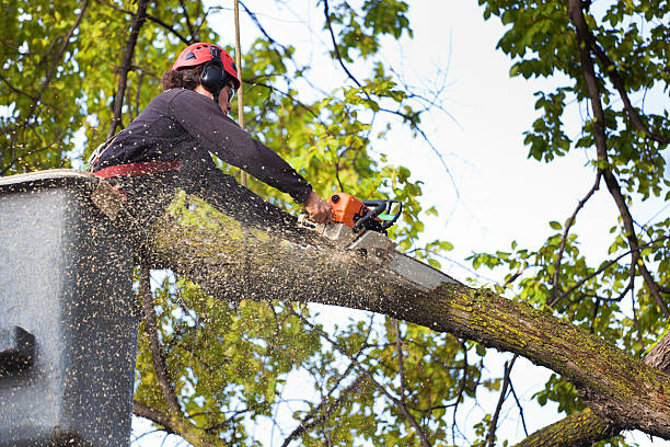 Best Root Management and Removal  in Peekskill, NY