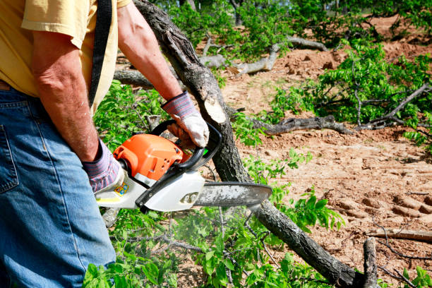 Best Tree Disease Treatment  in Peekskill, NY